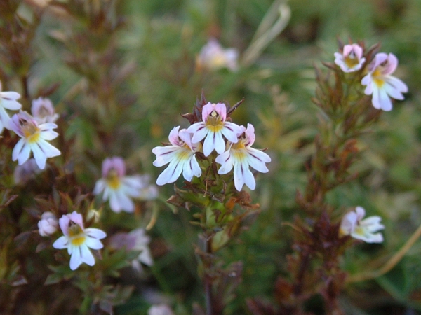 Euphrasia sp.